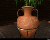 Amphora Plant