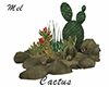 Cactus Poses Photos