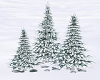Snow Covered Pine Tree's