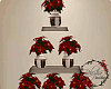 Christmas Poinsettias