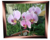 orquideas frame