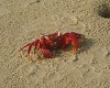 Beach Crab family anim.