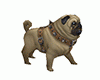 P►Real Pug Dog