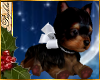 I~Yorkie*White Bow