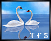 Swan In Love