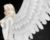White angel wings