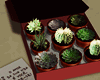 Succulent Plants Gift