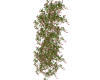 Rose Bush