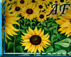 [AF]Sunflowers 2