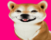 Real Shiba Inu M/F