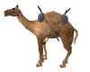 Marakesh Camel