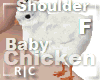 R|C Baby Chick White F