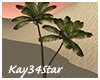 Desert Swaying Palm Tree