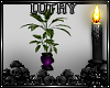 |L| Ecstasy Plant