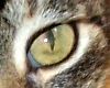 Domestic Cats Eye