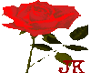 Red Rose 07
