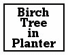 Birch Tree in Planter