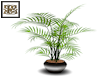 SB Black Tiger Planter