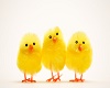 easter chicks