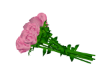 V -Pink Roses