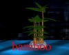 dragon bamboo