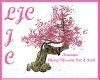 Cherry Blossom Tree/Rock