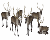 group of buck