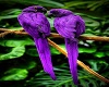 Purple Parrots Pic
