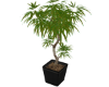 potted palm tree