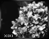 XIXI Flower Frame1