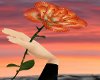 ~CC~Phoenix Rose