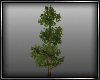 (ED1)Dreamland-tree-02