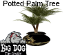 [BD] Potted Palm Tree