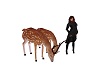 Red deer animated