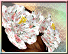 Crown Flower White/Pink