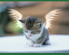 Kitty with wings