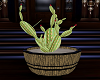 Western Cactus 2