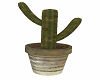 House Cactus 2