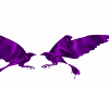 Purple love birds