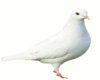 pigeon