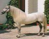 caballo español 1