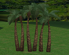 lQPl Splashing PalmTrees