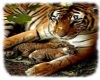 Mom with Cubs