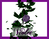 (V) Rose vine purple