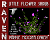 LITTLE MOON FLOWER SHRUB