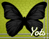 Black Butterfly Wings