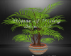 Indigenous Vase w/Plant