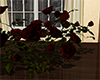 roses with a shadow