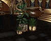 Royal Dragon Plant