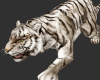 Tiger pet